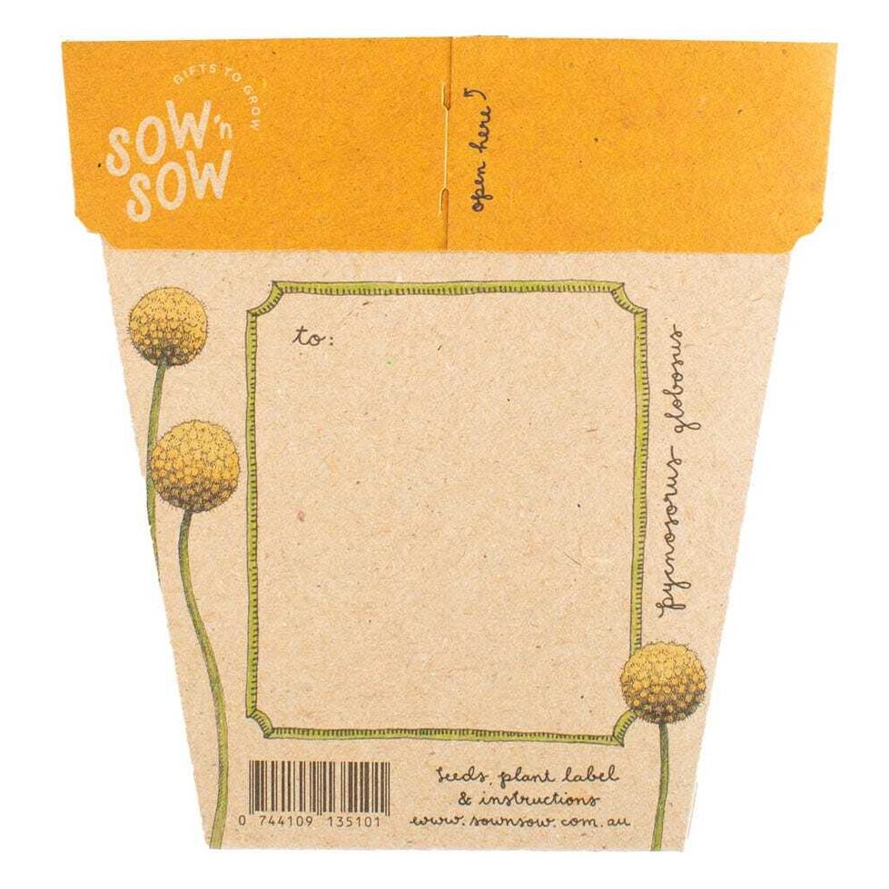 Sow 'n Sow Gift of Seeds - Billy Buttons
