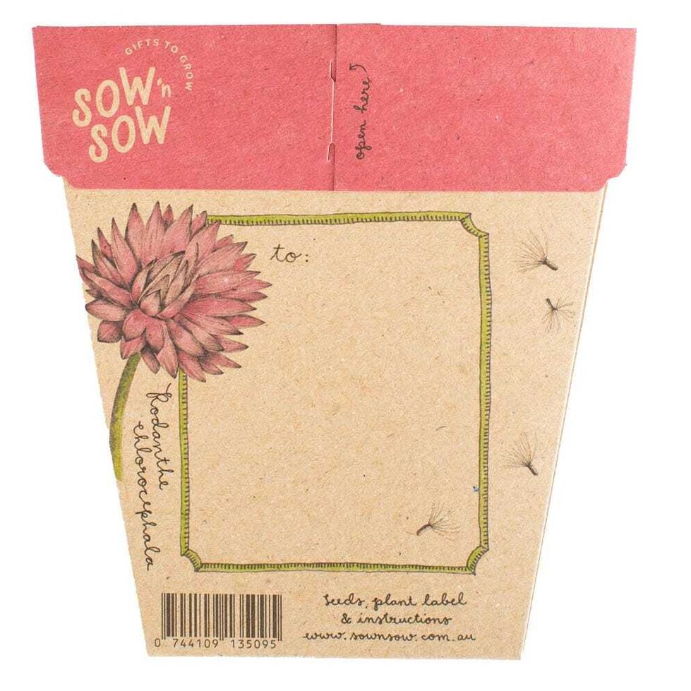 Sow 'n Sow Gift of Seeds - Everlasting Daisy